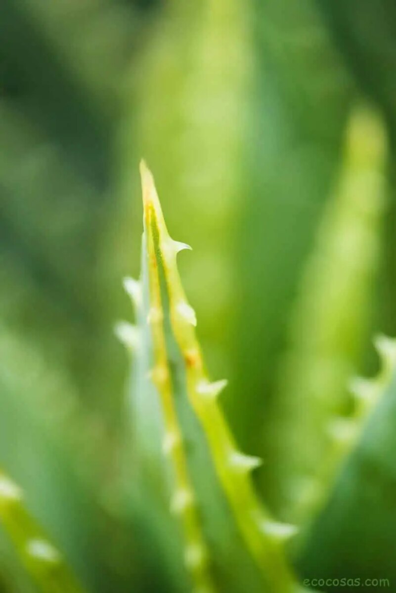 Guérir rapidement les hémorroïdes avec des remèdes maison naturels