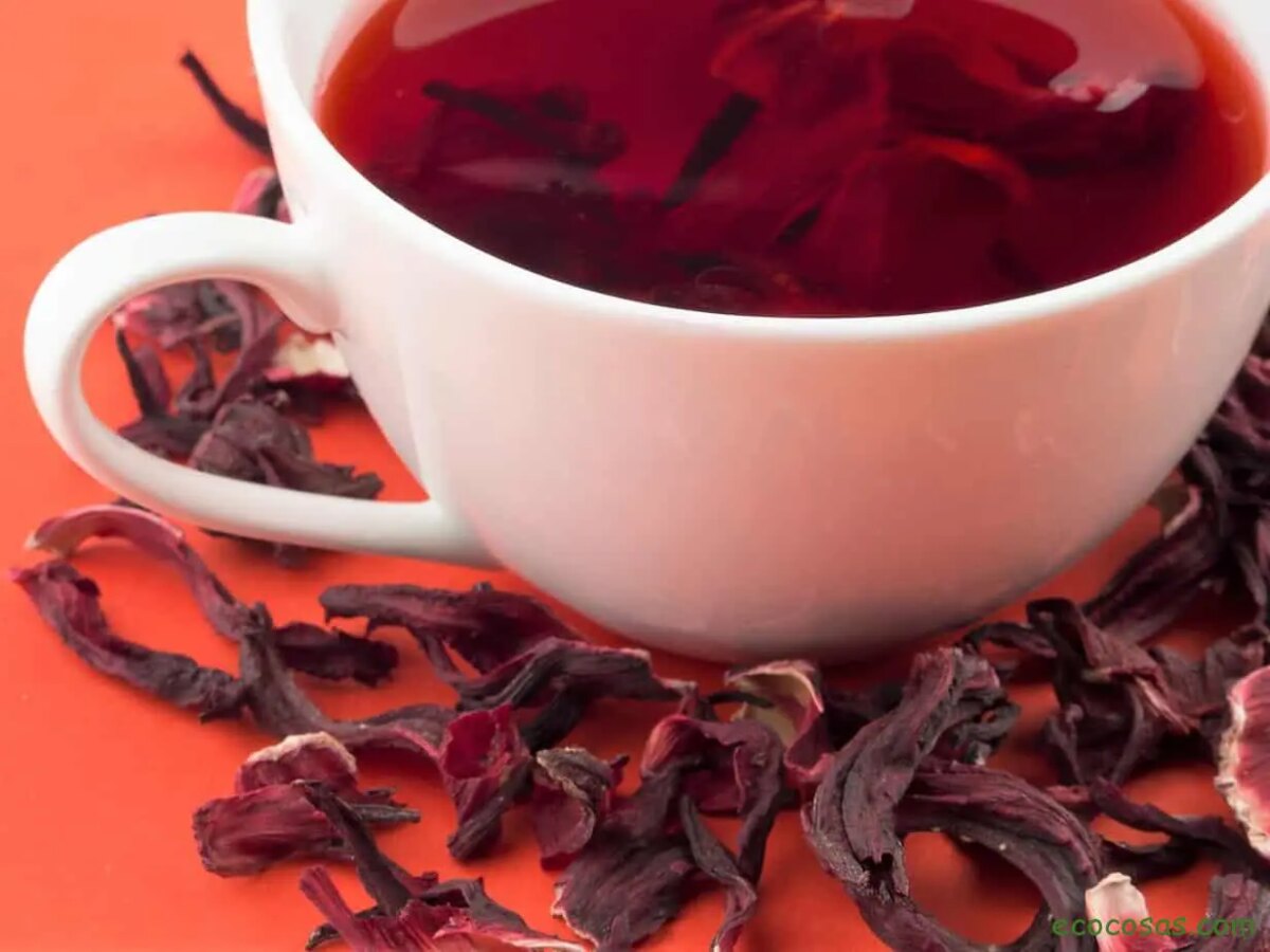 Thé à l’hibiscus, avantages, contre-indications et comment le préparer
