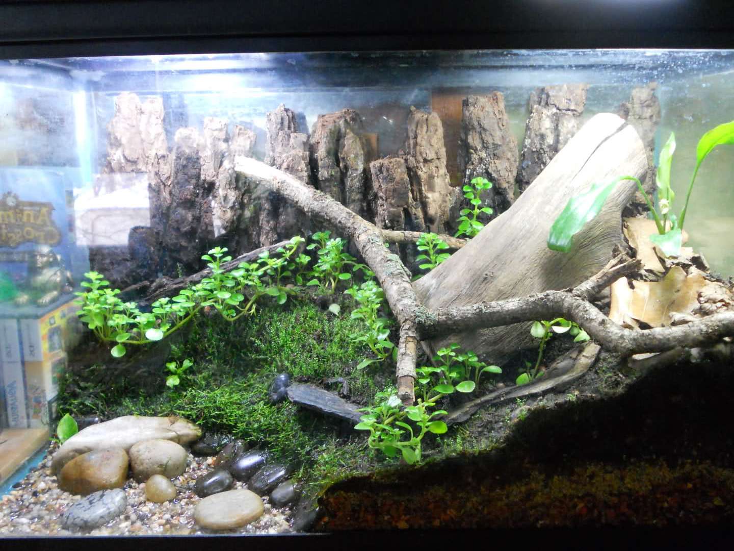 Comment aménager un aquarium pour tortue avec style ?