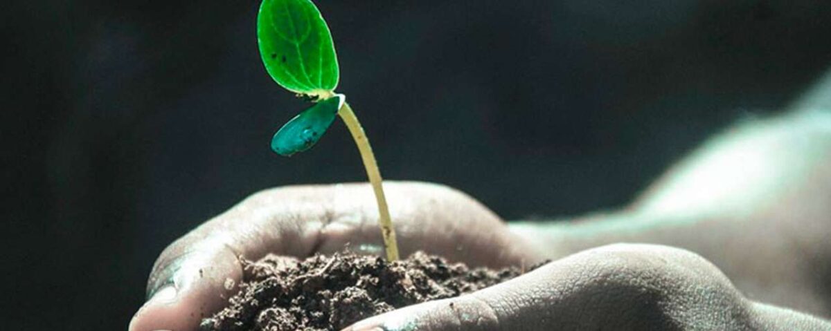 La SES en écologie: Définition et Importance pour un Avenir Durable