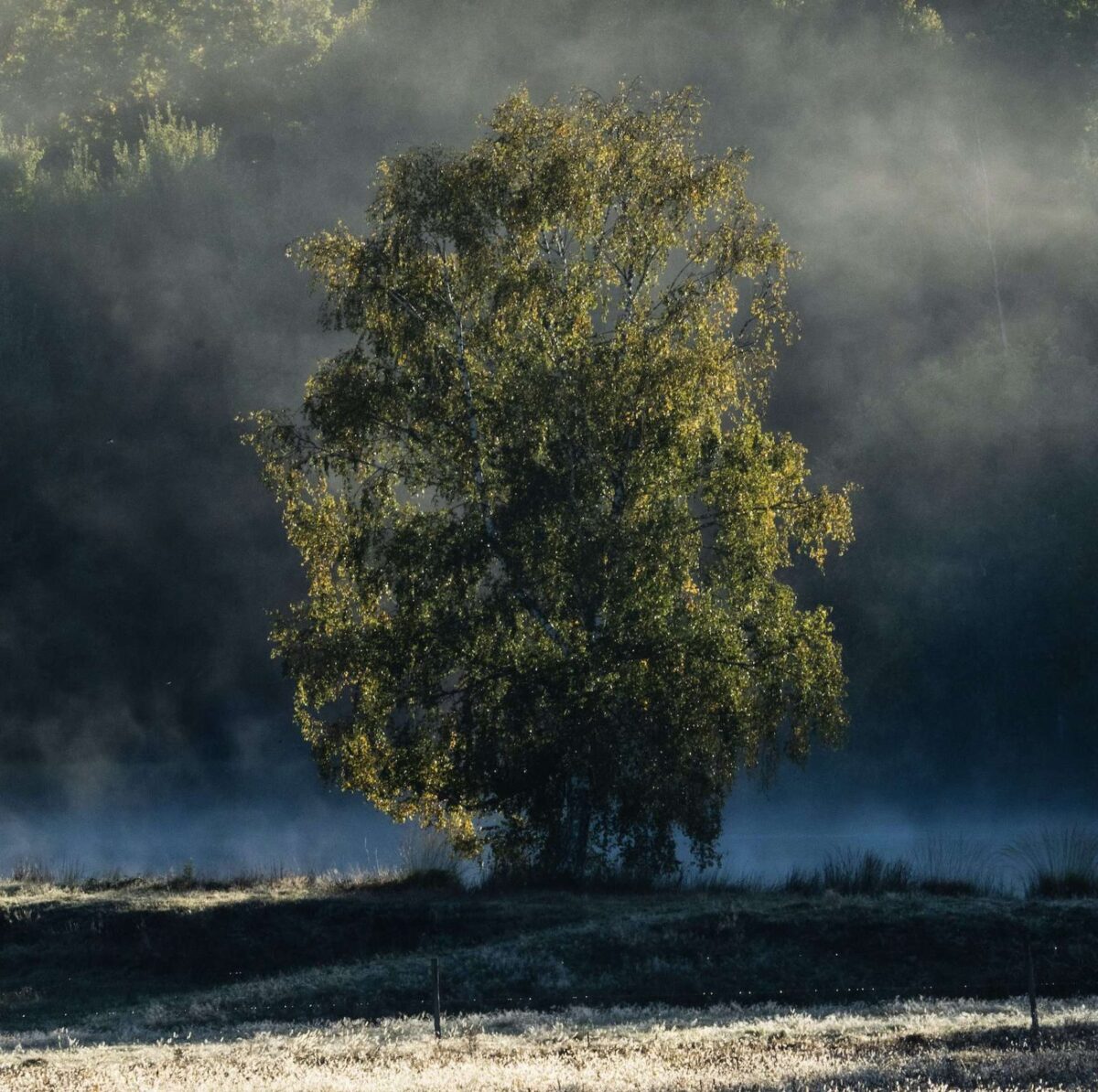 Nature et Bien-Être : Harmonisez votre vie au rythme des éléments verts