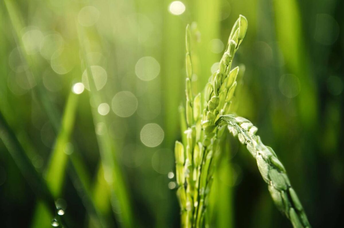 Quelles sont les caractéristiques de la meilleure fenêtre PVC ?