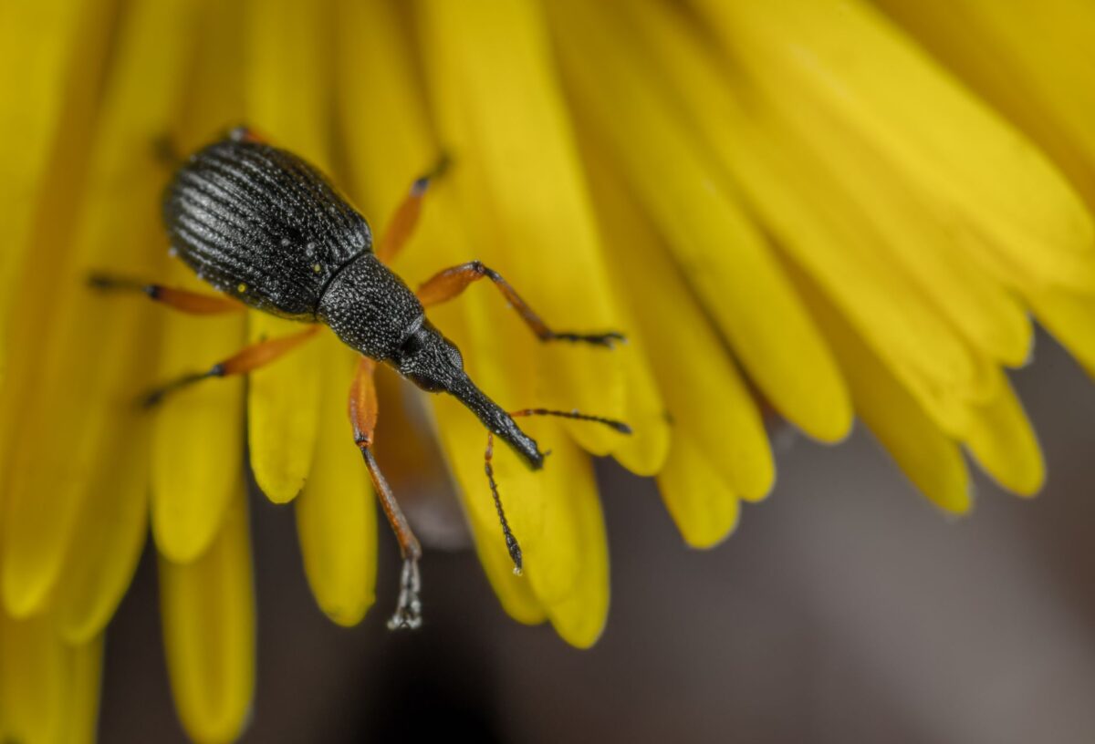 petits insectes noirs maison