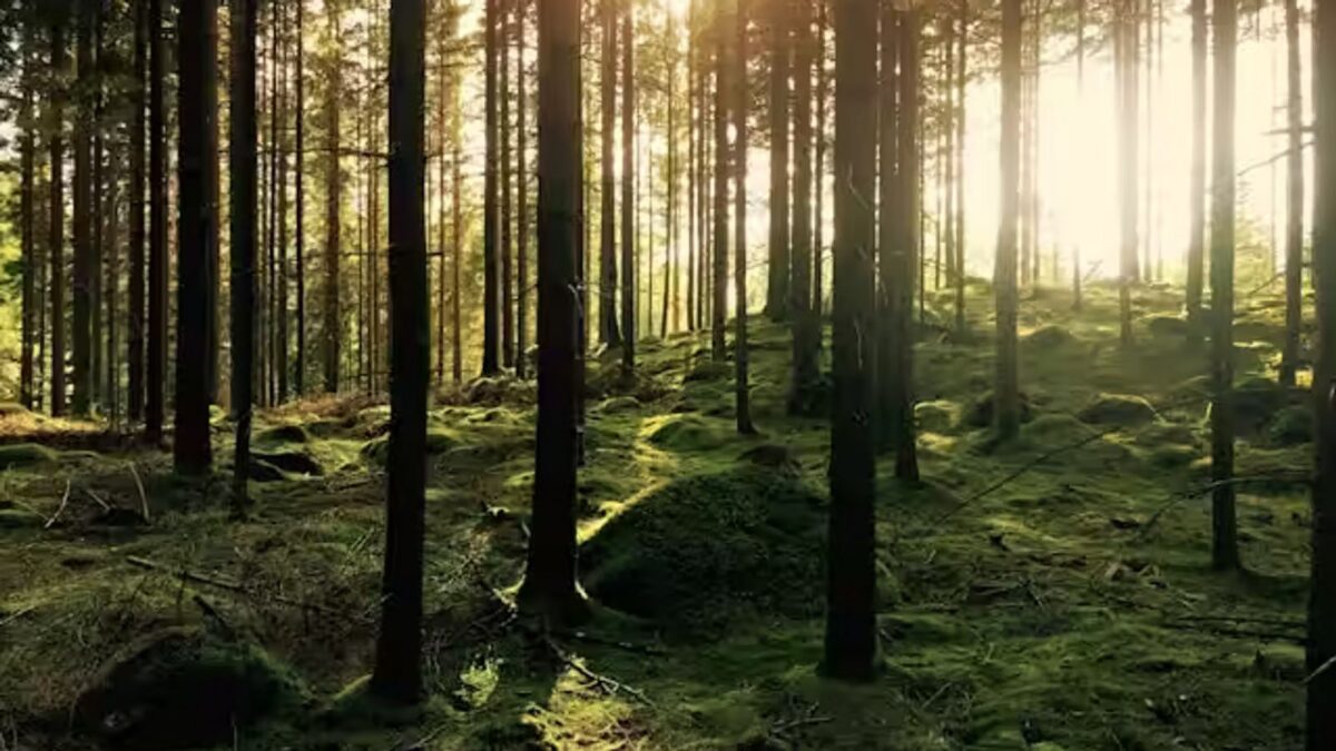 Forêt française gérée durablement avec des arbres de différentes essences