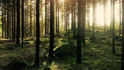 Forêt française gérée durablement avec des arbres de différentes essences